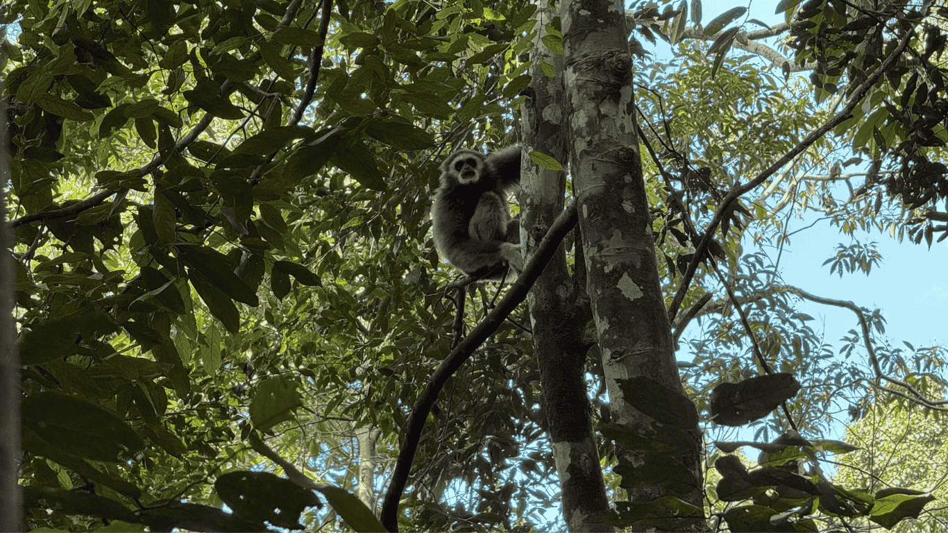 2 day jungle trekking sumatra