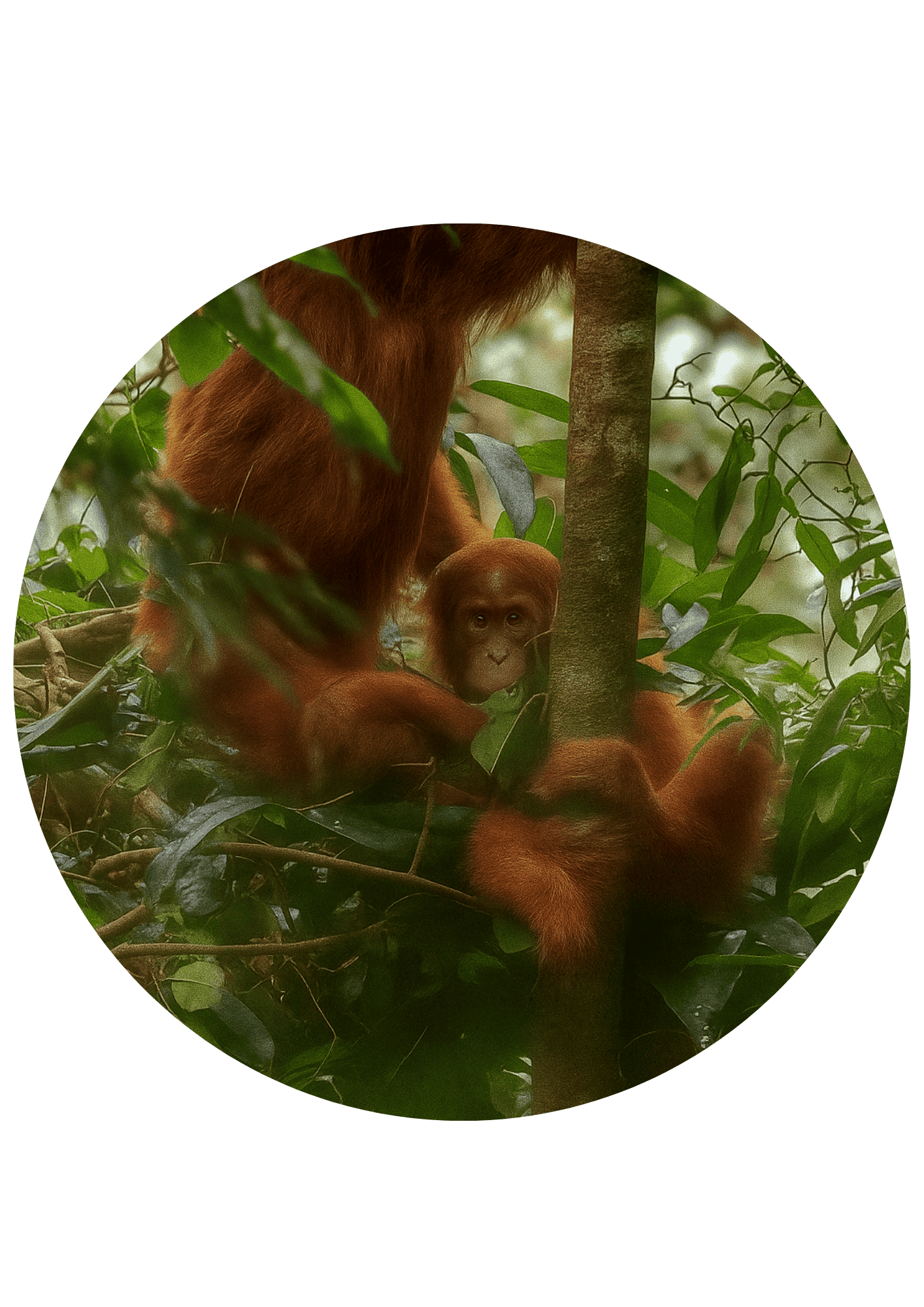 hutan sumatra admin (4)