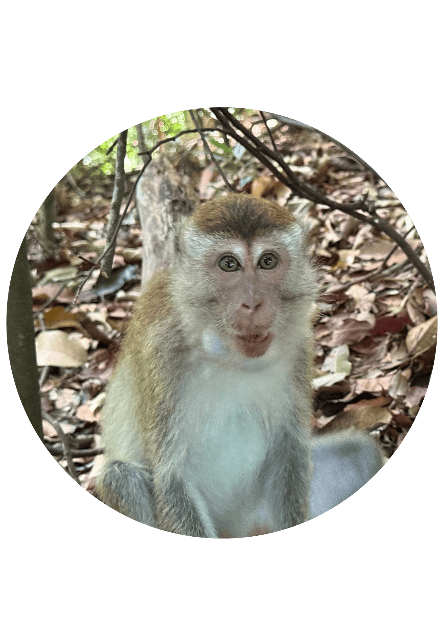 hutan sumatra admin (5)