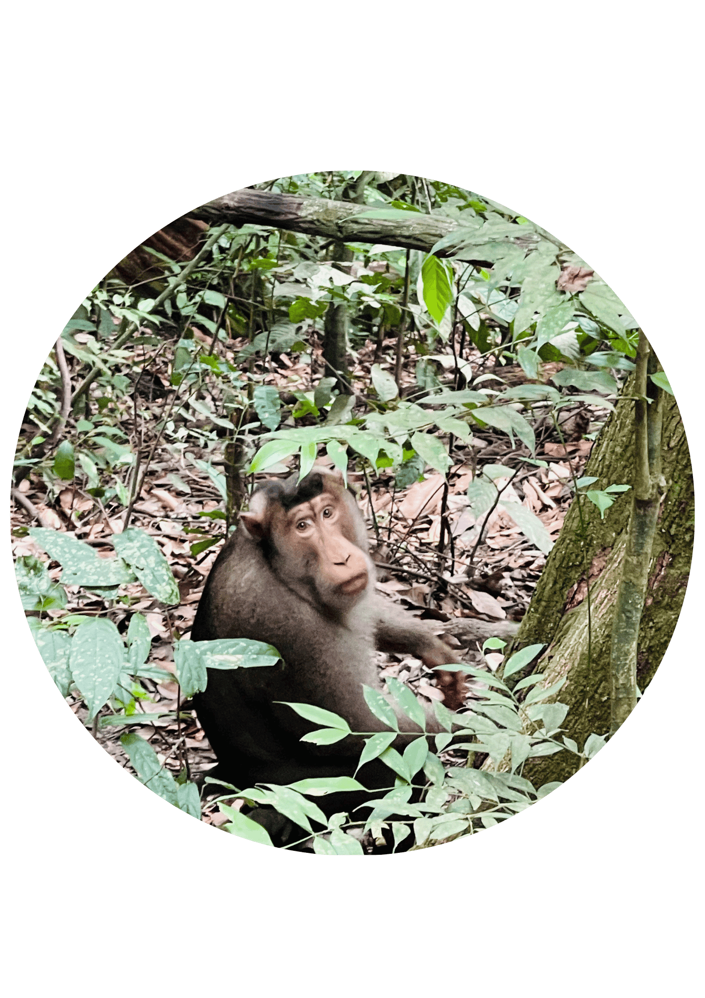 hutan sumatra admin (7)