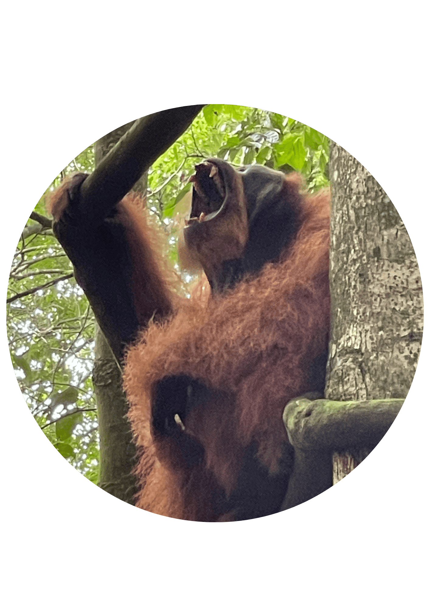 hutan sumatra admin (9)