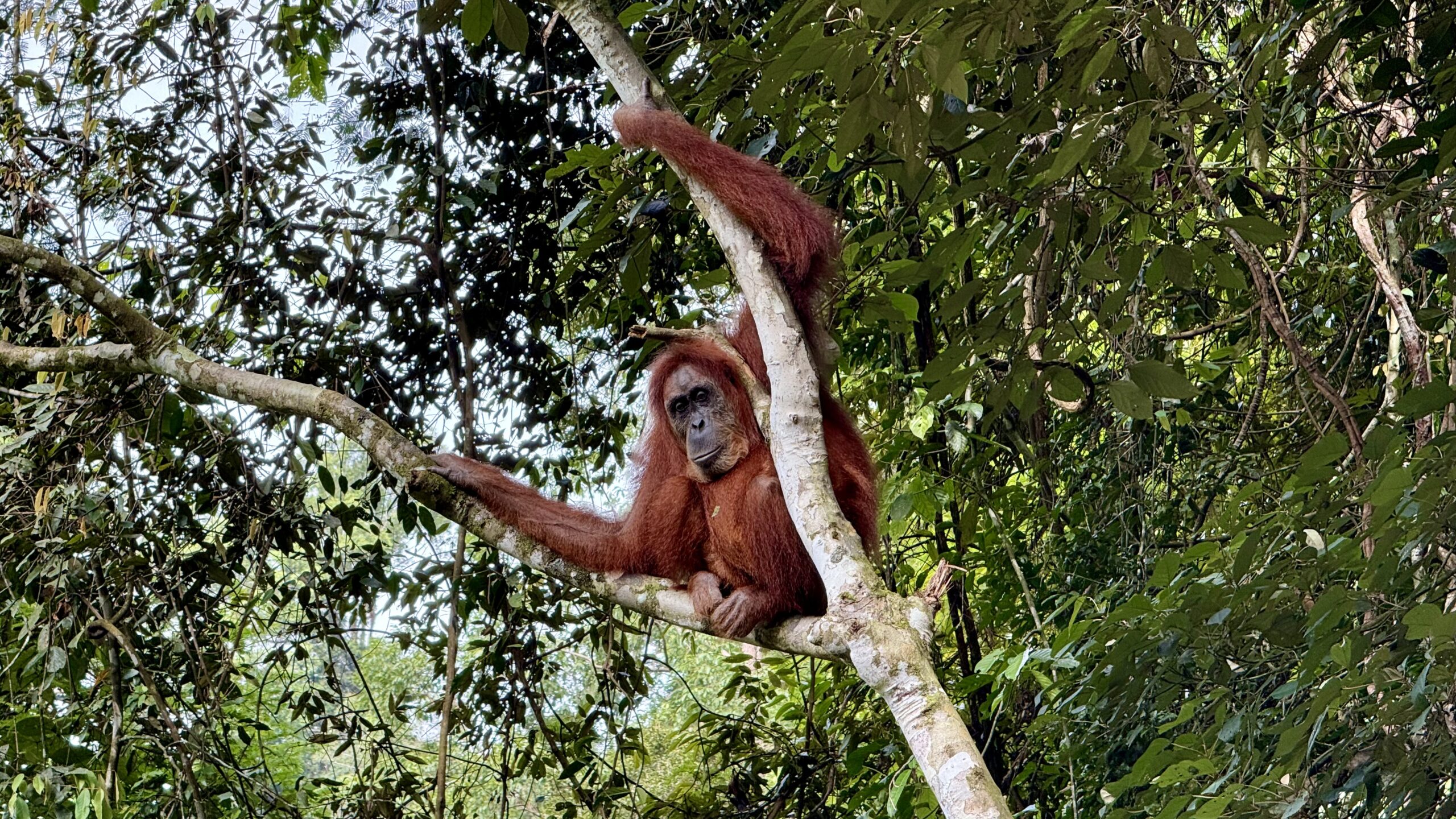 3 day orangutan tour North Sumatra