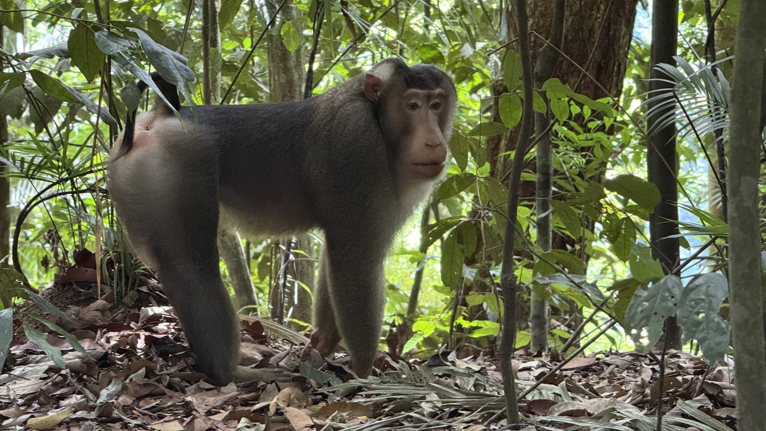 3 hour jungle trekking