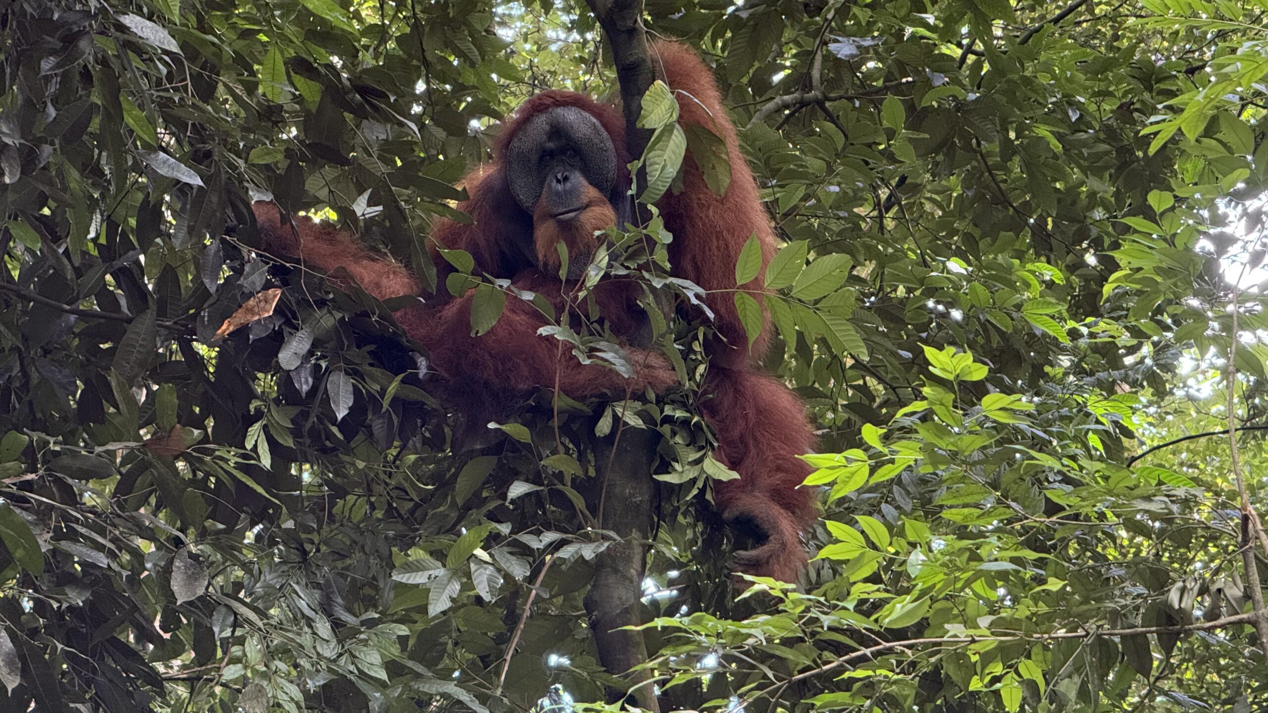 1 day orangutan trekking Sumatra